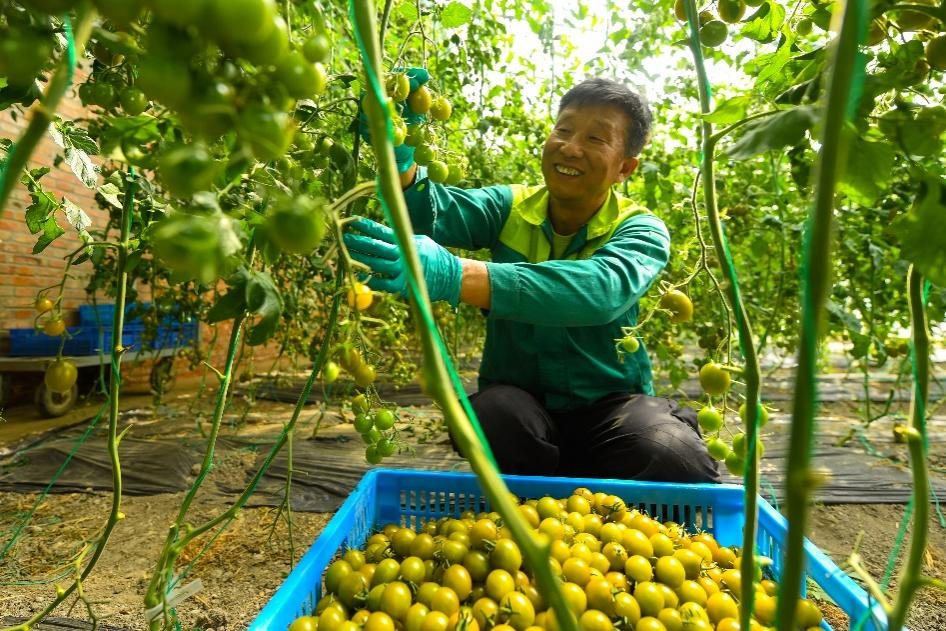 东丽融媒体：走进美丽经济：东丽区有机番茄喜丰收 丰富百姓餐桌
