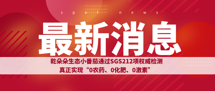 乾朵朵生态小番茄通过SGS212项权威检测，真正实现“0农药、0化肥、0激素”