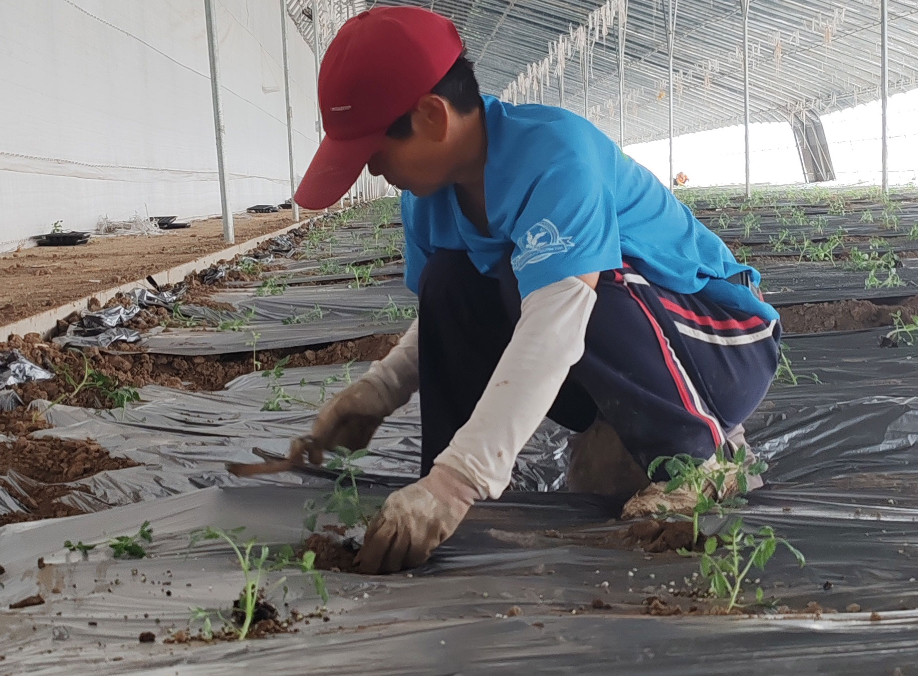 乾朵朵生态小番茄开种 140天慢养之旅正式启程